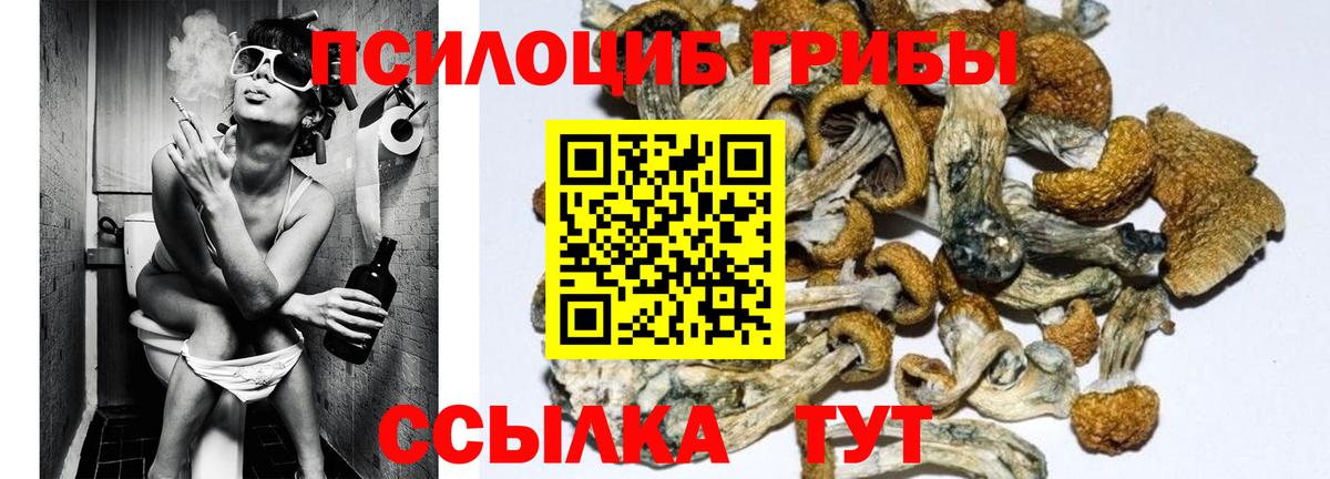 Псилоцибиновые грибы мицелий  где найти   Сосновый Бор  Вход с VPN 
